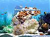 More info about Amazing 3D Aquarium - Screen Saver & Desktop Theme