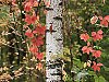 More info about Autumn Landscape HD Live Wallpaper