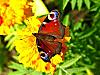 More info about Graceful Butterflies Free Screen Saver