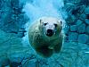 More info about Polar Wildlife Free Screen Saver