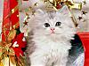 More info about Pretty Kittens Free Screen Saver