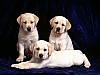 More info about Pretty Puppies Free Screen Saver